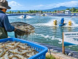 Pemkab Tasikmalaya Benahi Tata Kelola Tambak Udang, Akurasi Data dan Pengawasan Jadi Tantangan